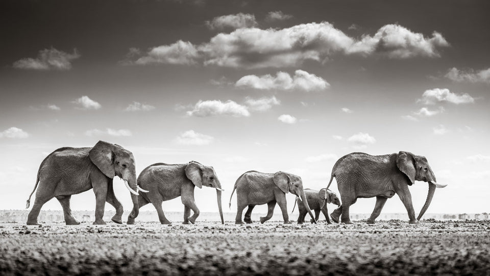 Into The Wild with Graeme Purdy