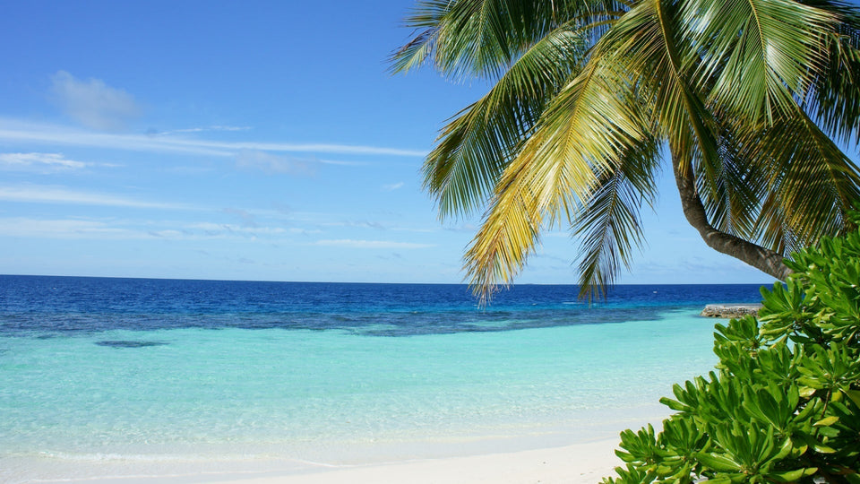 Nemo: The Travel Agency Disruptors