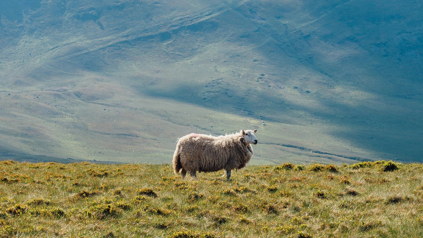 A landscape shot of  a sheep on hills