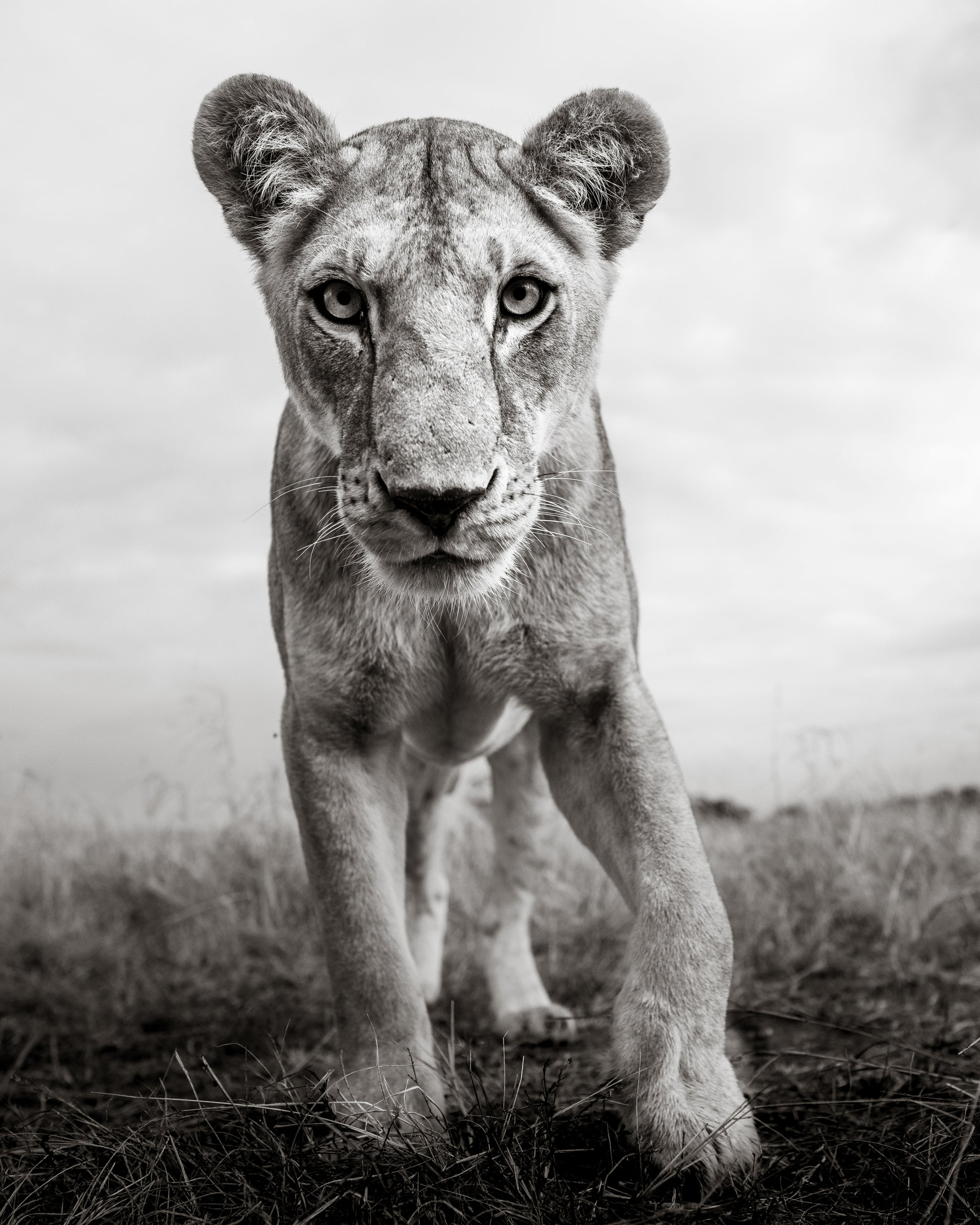 A picture of a lioness in a safari  taken by Graeme Purdy