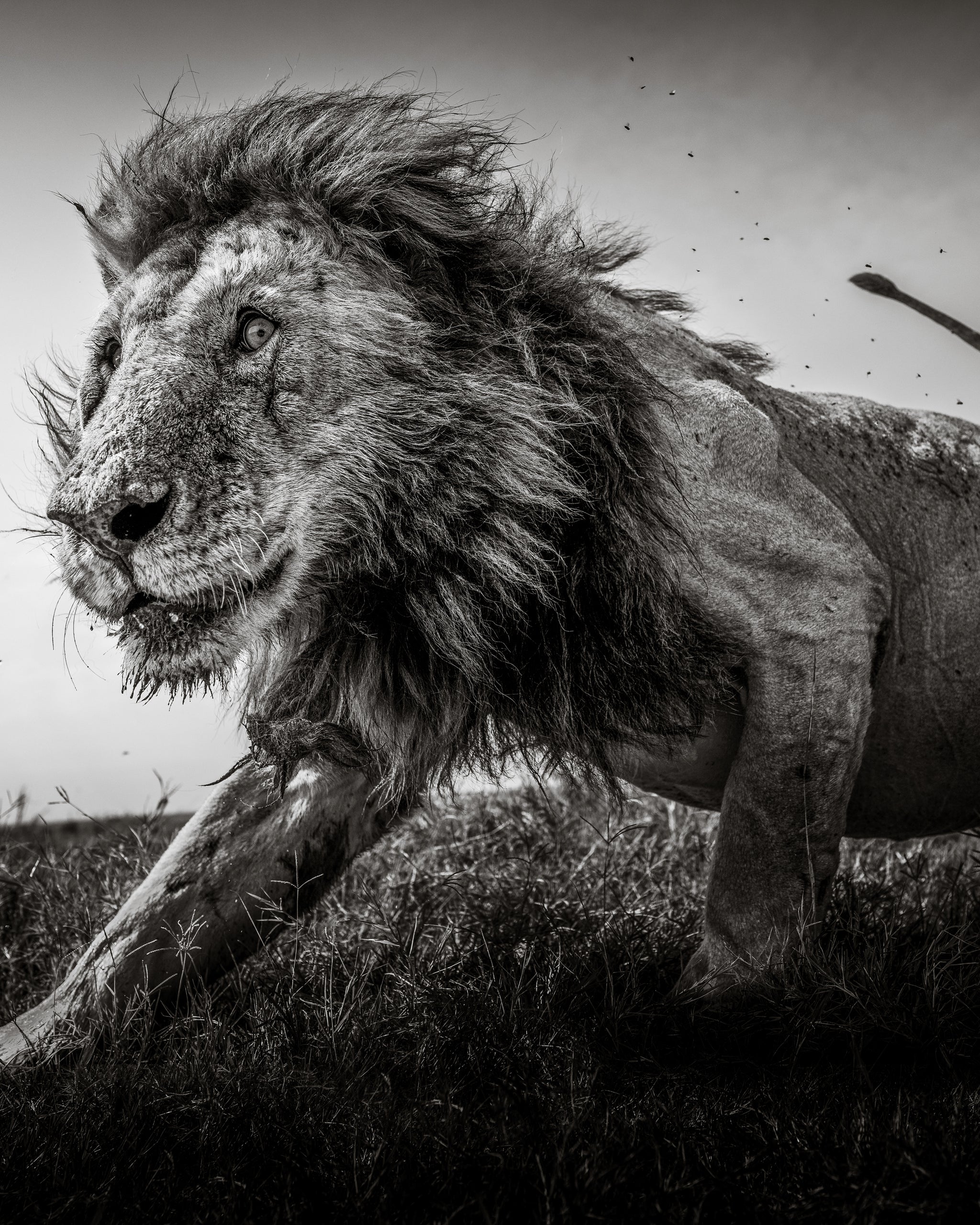 A picture of a lion in a safari  taken by Graeme Purdy