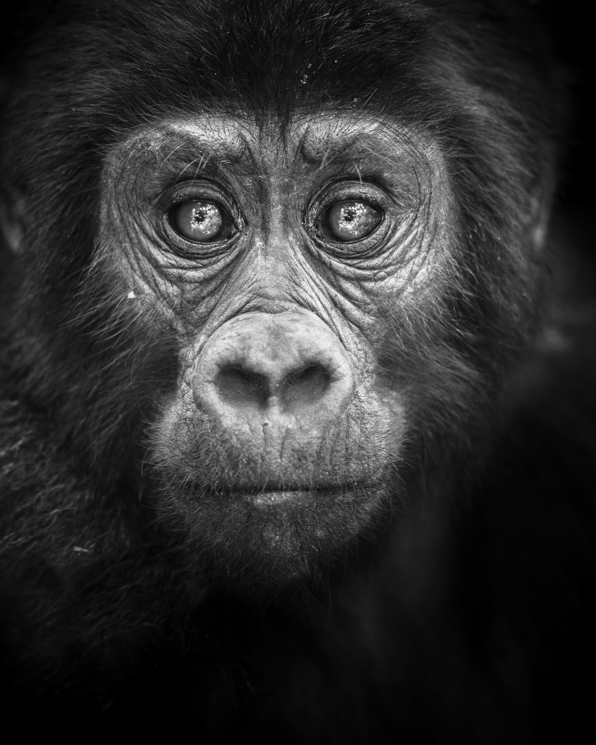 A picture of a monkey  taken by Graeme Purdy