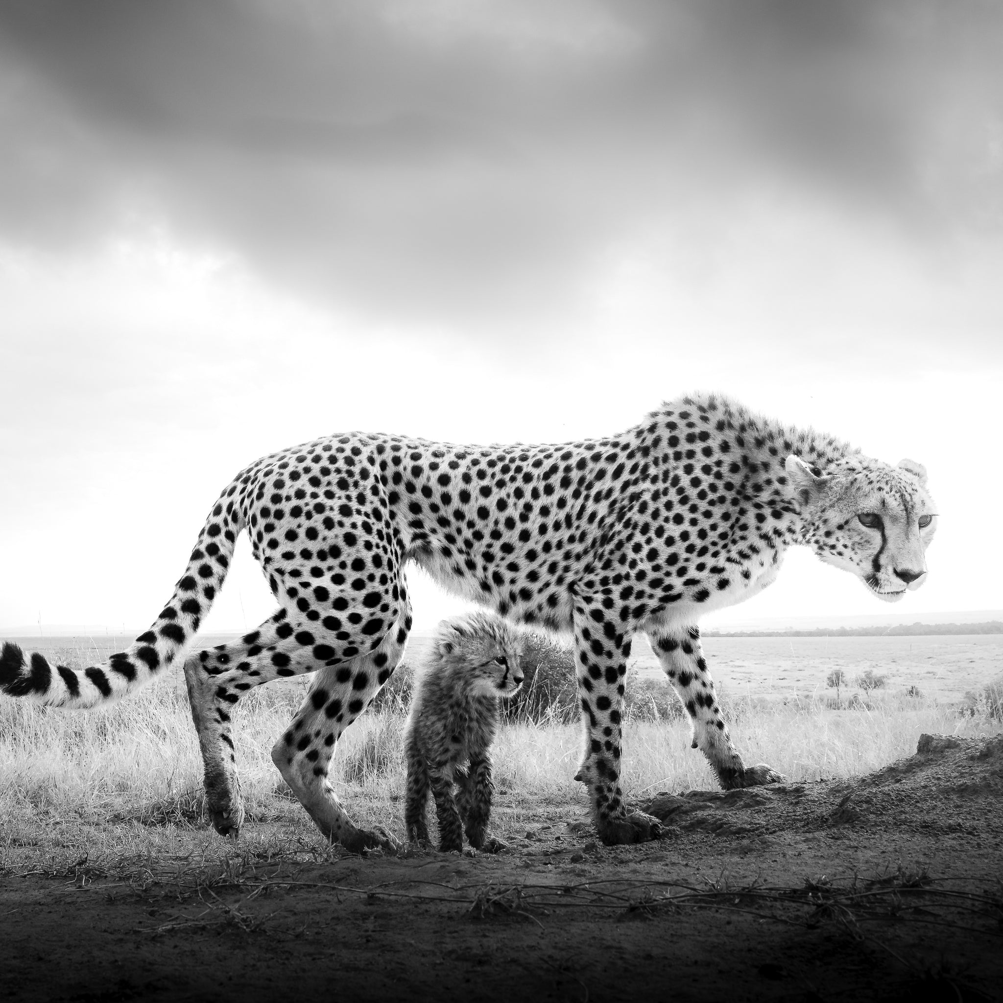 A picture of a leopard in a safari taken by Graeme Purdy