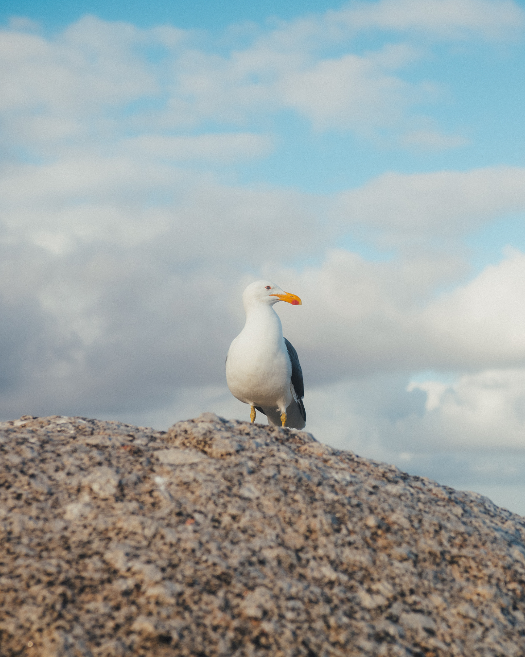 Seagull sat on a rock at Maiden's Cove in Cape Town, South Africa